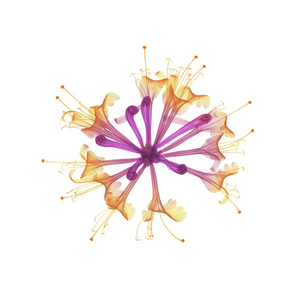 Dahlia Munchen B