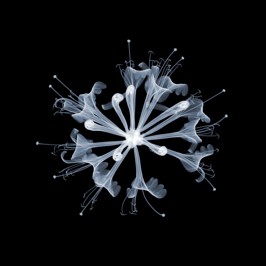 Honeysuckle 25mb (b)