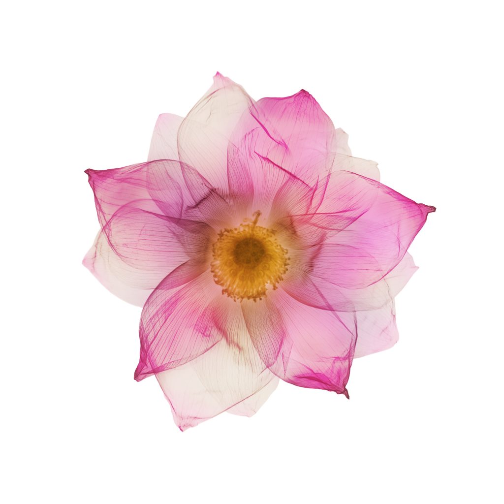 Dahlia Munchen B