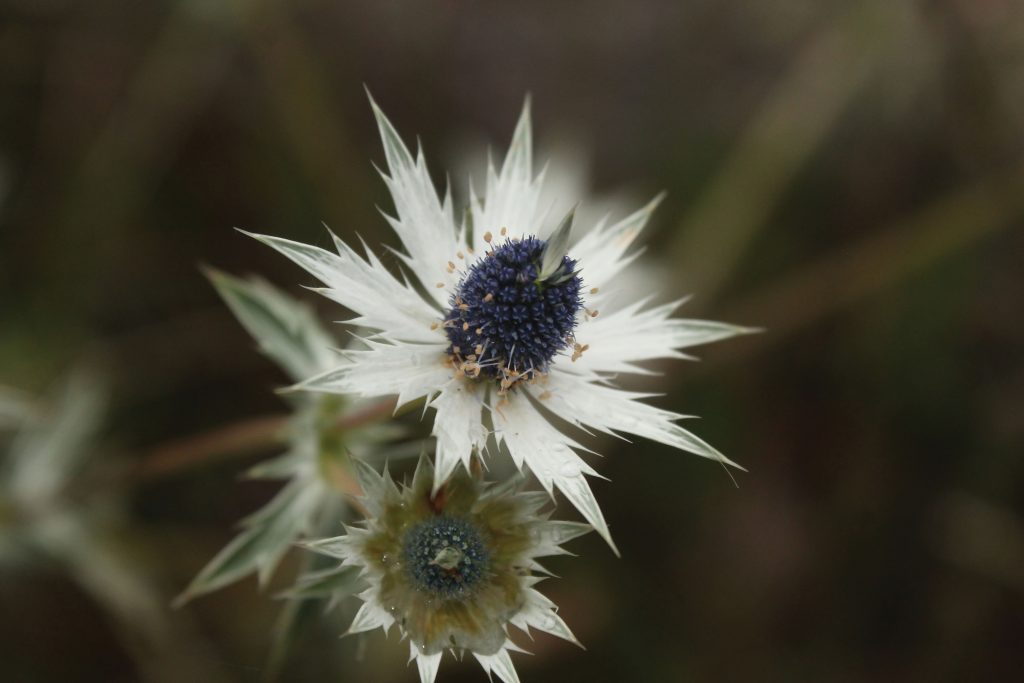 Eryngium heterophyllum 8 copy