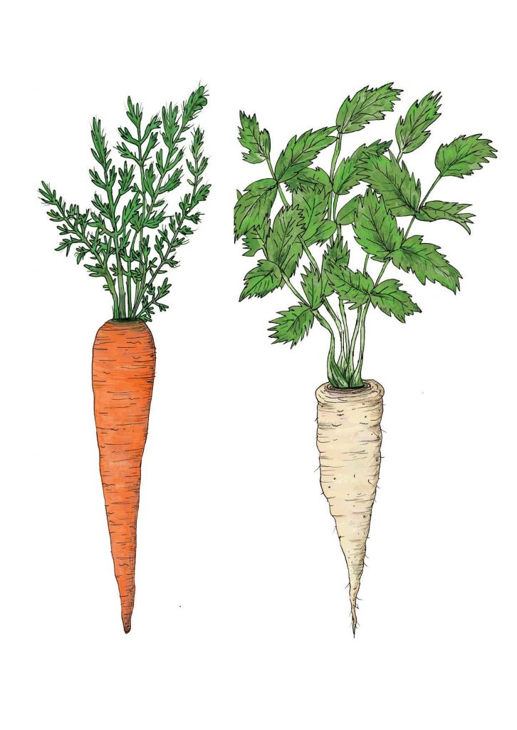 2020-03-03_carrot&parsnip_no background copy