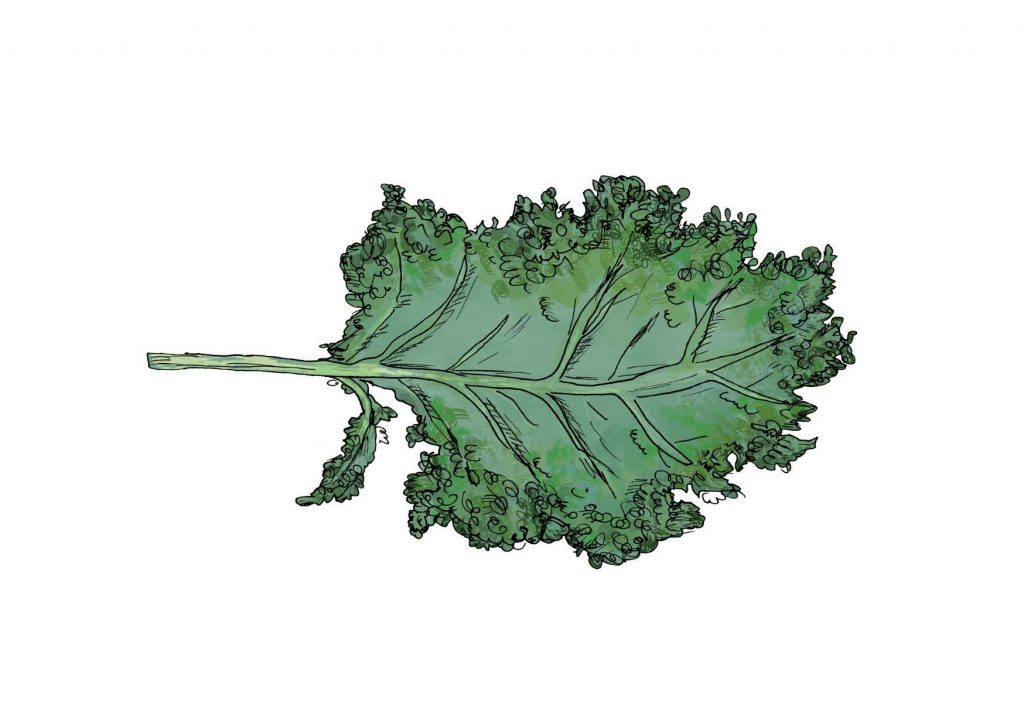 2020-03-03_kale_no background_nataliayanezstiel copy