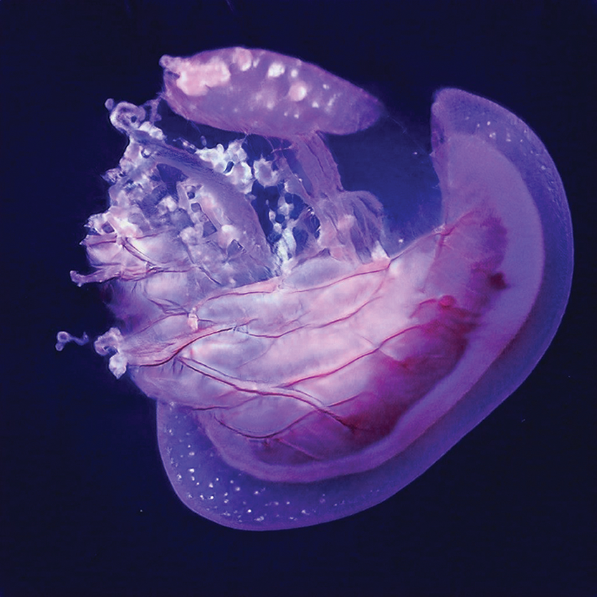 5mgeytp3a27huixwd0qk-1-1024x1024-1 Entangled Others, This Jellyfish Does Not Exist (Esta medusa no existe).