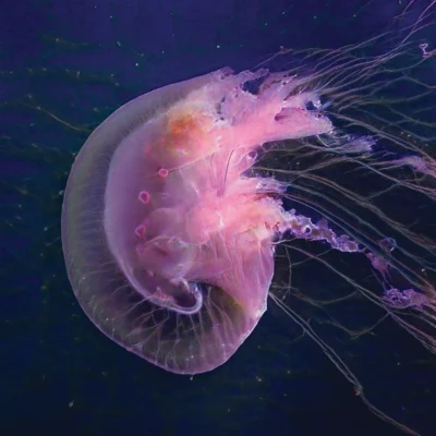 Entangled Others, This Jellyfish Does Not Exist (Esta medusa no existe).